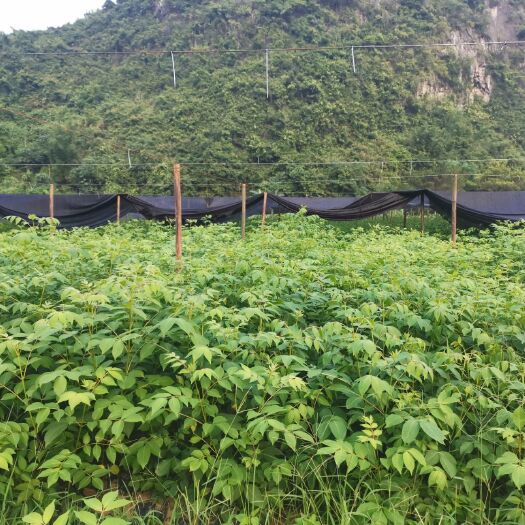 河池吴茱萸苗 签合同购苗，0.8米以上，正宗中花吴茱萸扦插苗，基地一手货源