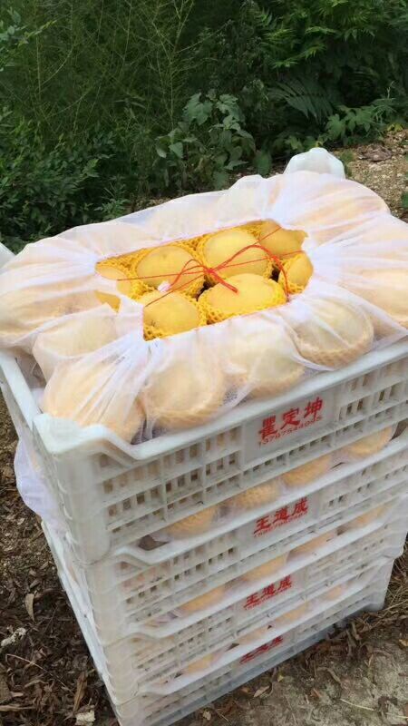 金乡县锦绣黄桃 口感好