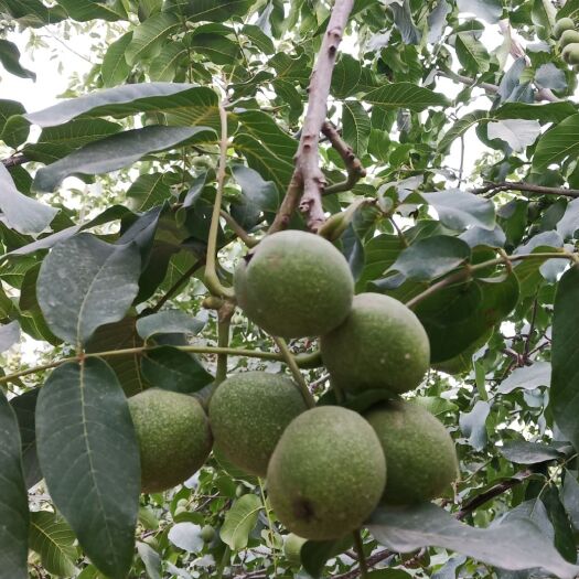 温宿县 新疆青皮核桃