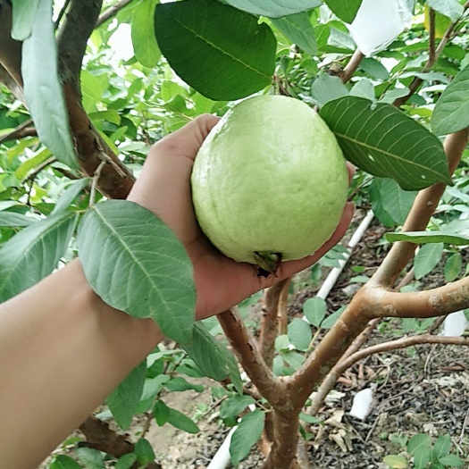 浦北县 珍珍番石榴