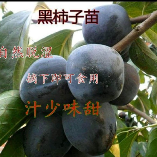 平邑县黑柿苗