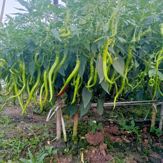 重庆市 重庆璧山青杠大量供应二荆条辣椒