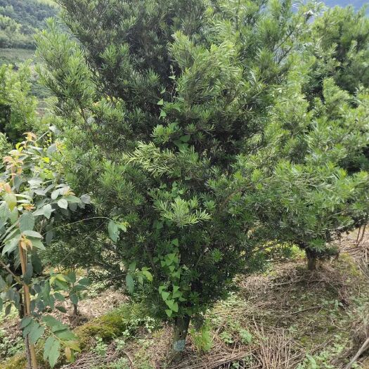 漳平市 罗汉松10－12公分