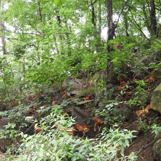 南召县 高山林下生态柴鸡、柴鸡蛋，天然，可实地考察。