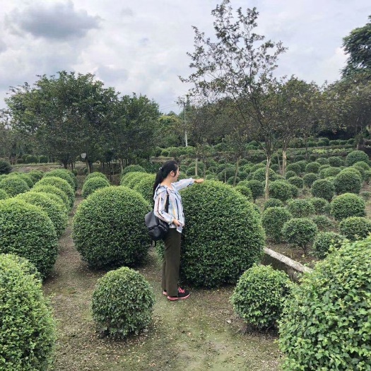 成都 成都毛叶丁香球批发基地