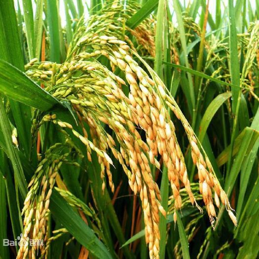 桑植县 泰优丝苗 大米