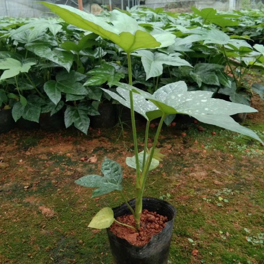  八角金盘25－40公分高度，大量上市，老杯苗。