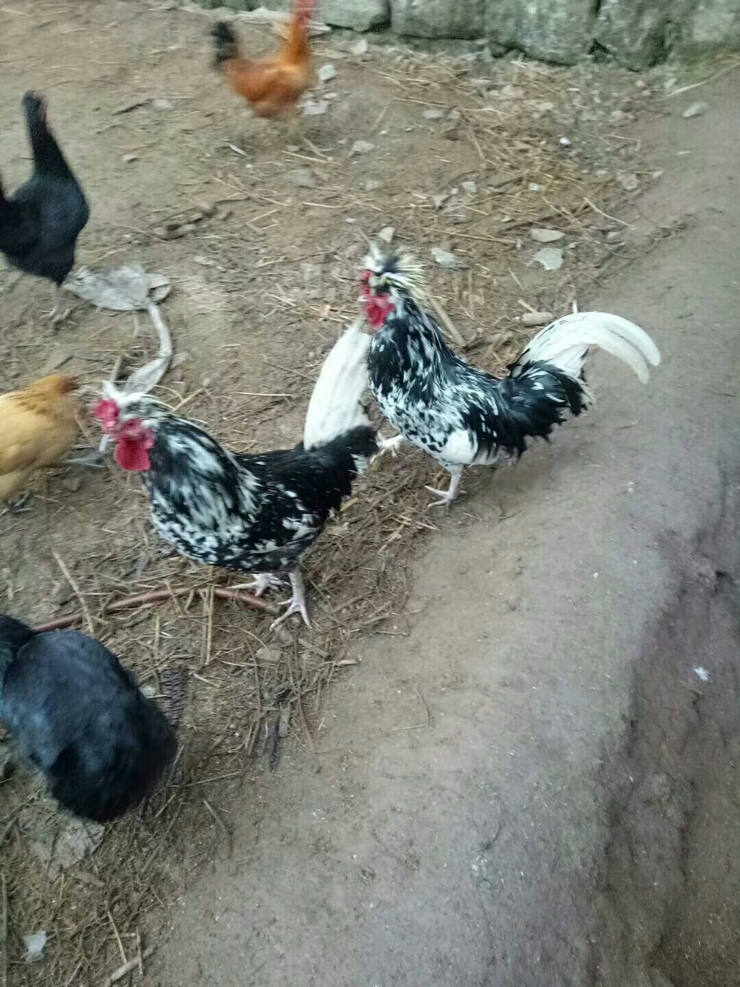 黑妃鸡 观赏食用两不误