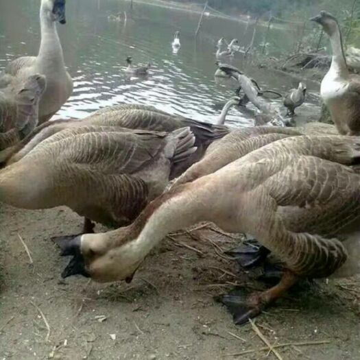 徐州 纯种狮头鹅苗