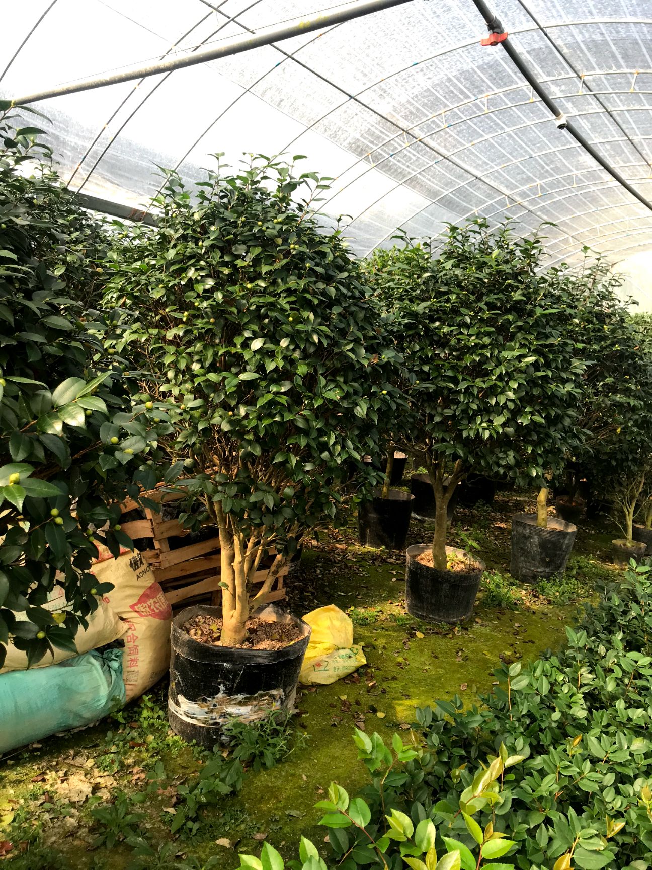  茶花盆栽