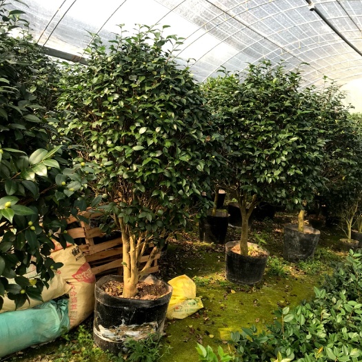 漳平市 茶花盆栽