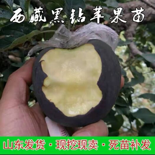 黑钻苹果树苗 黑钻苹果