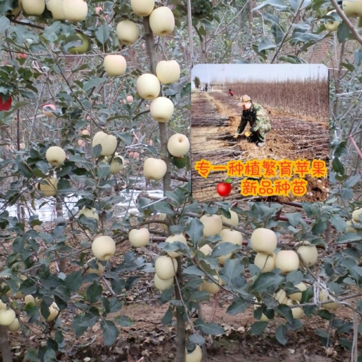 咸阳瑞雪苹果苗  【瑞 雪】乔化砧二年生成品苗