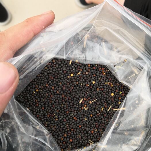 二连浩特油菜籽 剩下的货底子了，价钱美丽