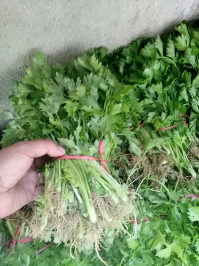 砀山县砀山县万亩芹菜苗大量上市，各种品种都有，以法国皇后为主。