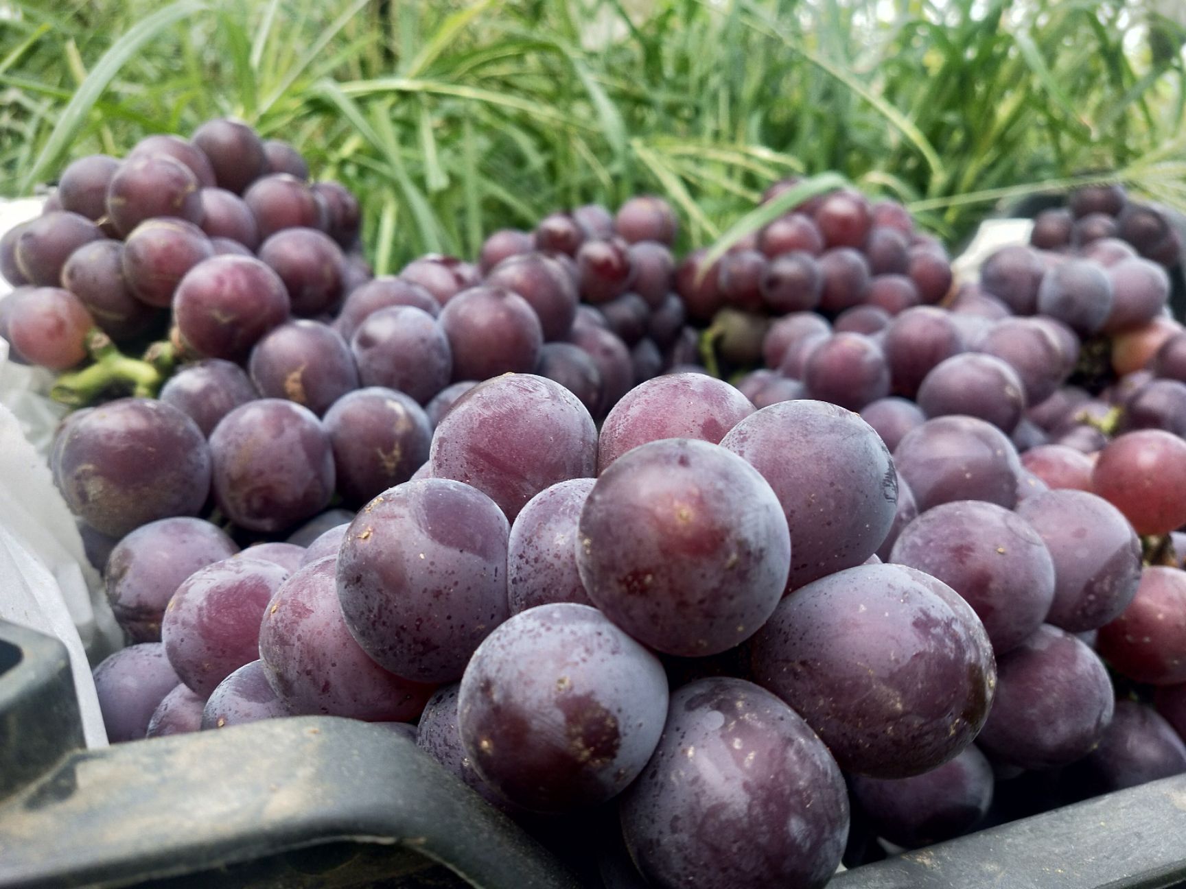  ⭐⭐⭐（藤稔）乒乓球葡萄 大量上市 果色美观、颗粒大