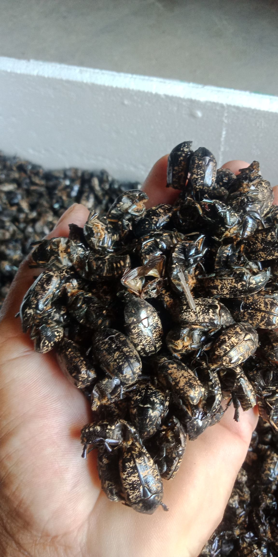  中药材金龟子。