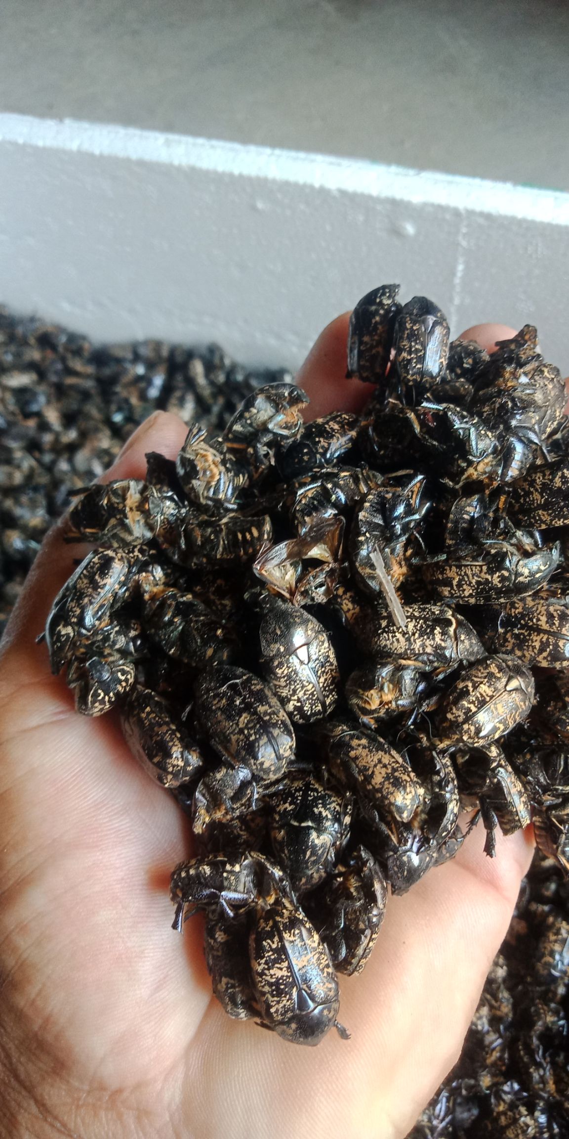  中药材金龟子。