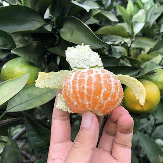 宜昌 特早蜜桔