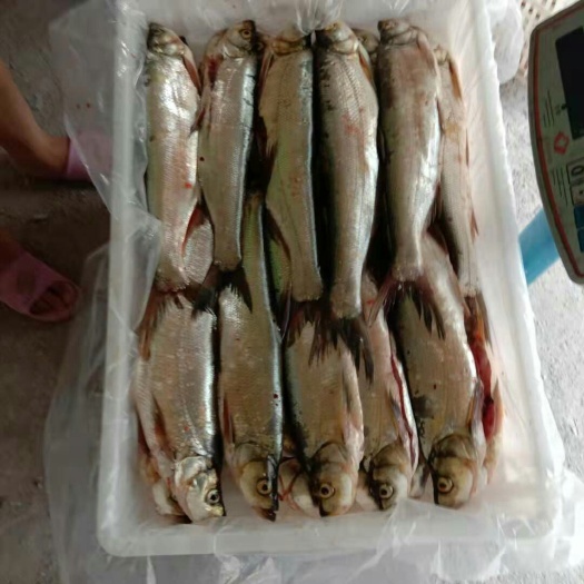凯里市翘嘴红鲌 人工养殖 冷冻水产