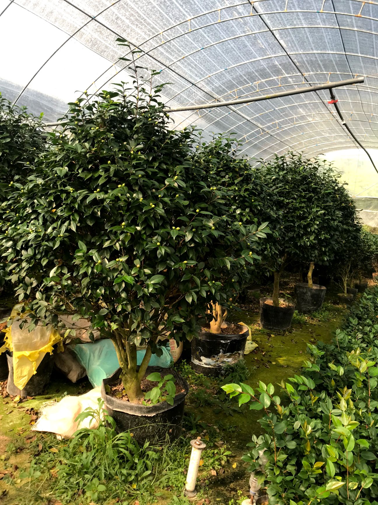  茶花盆栽