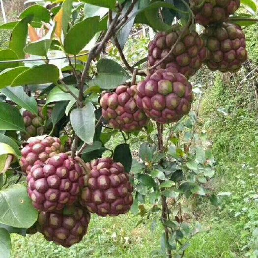 灵山县 黑老虎苗