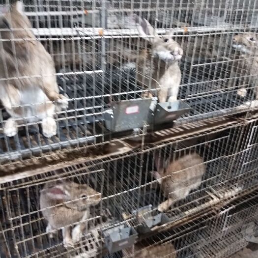 晋州市 大量供应肉兔，伊拉兔，思嘛兔