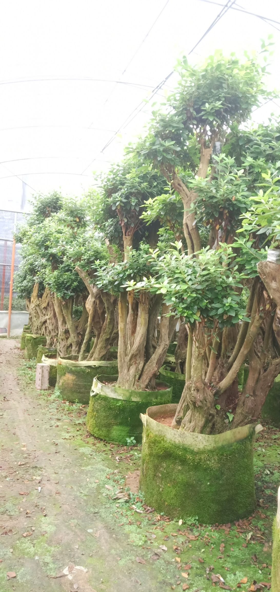  紫花杜鹃桩，嫁接丹东杜鹃桩，珊瑚红。