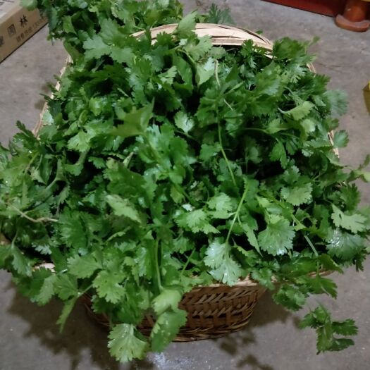 安顺香芹 香菜