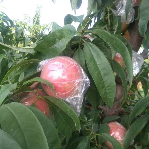 万荣县红不软桃 红不软