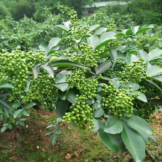 青花椒苗 正宗藤椒苗，全程免費提供技術(shù)指導，花椒包回收。