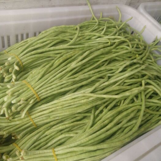滕州市白条豆角 40cm~70cm