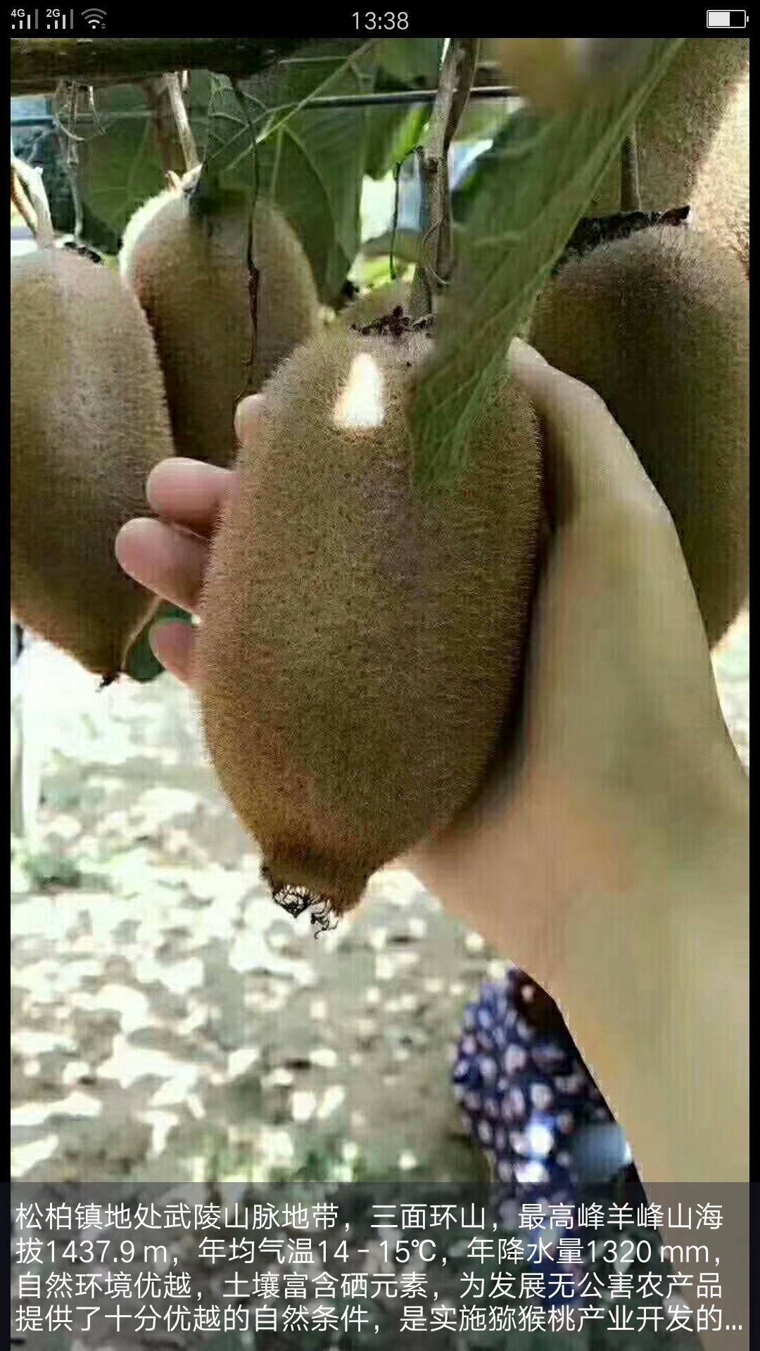 米良1号猕猴桃 需要的联系我