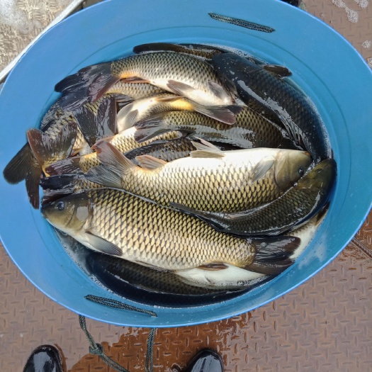 汉中水库鲤鱼 千亩水库直供，环境好，水质优，年产30万斤，欢迎各位朋友采购