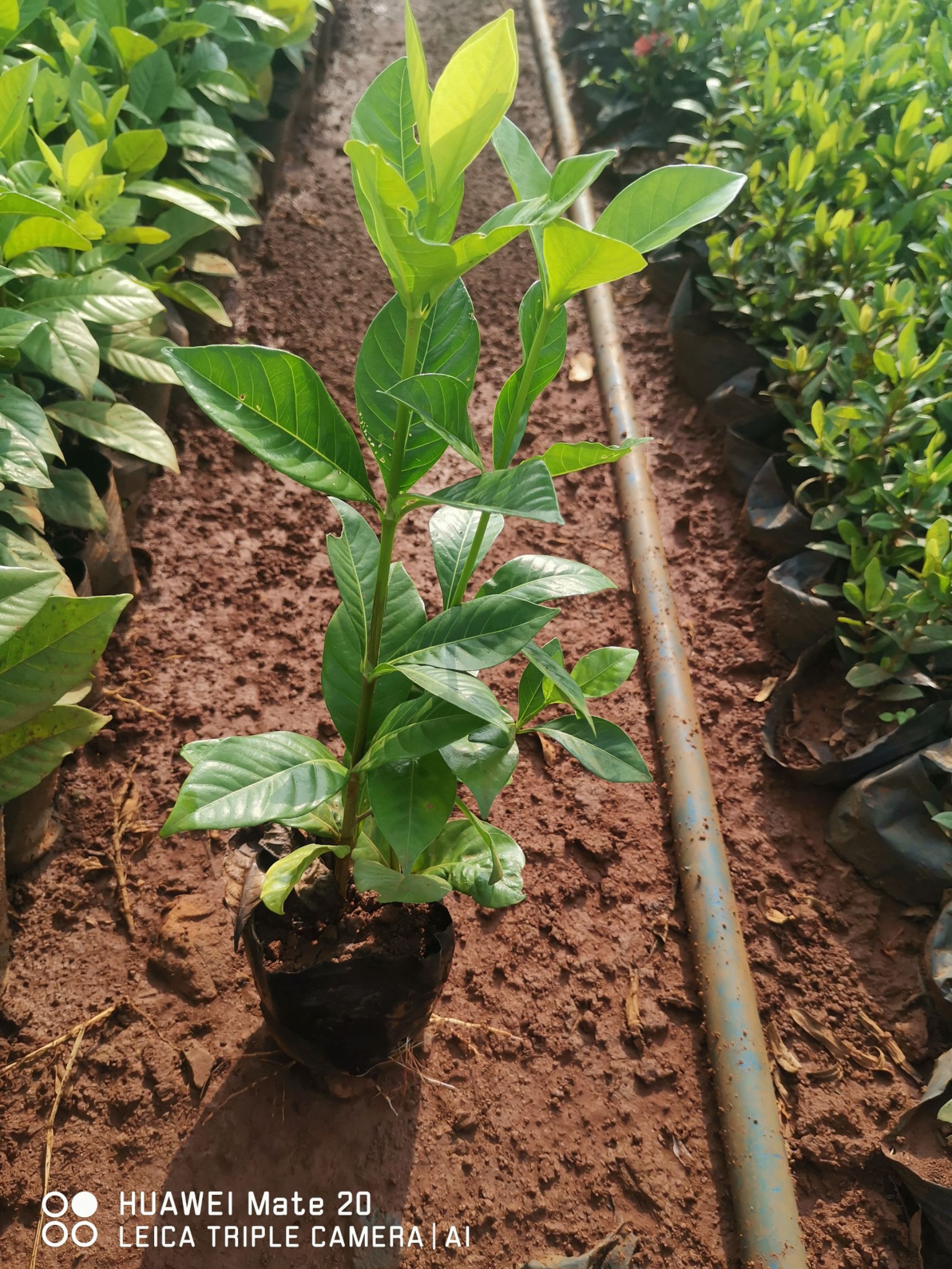 小叶栀子花