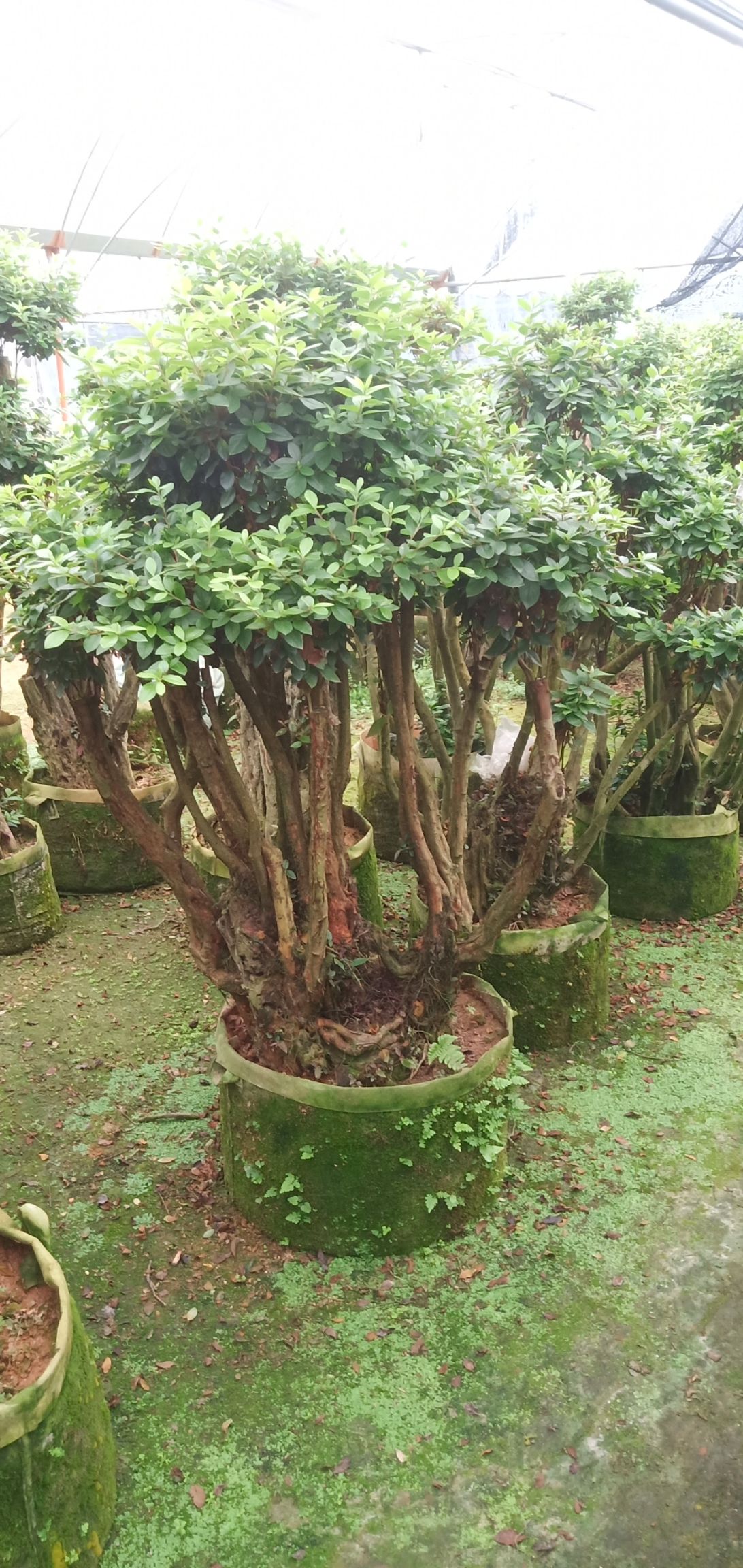  紫花杜鹃桩，嫁接丹东杜鹃桩，珊瑚红。