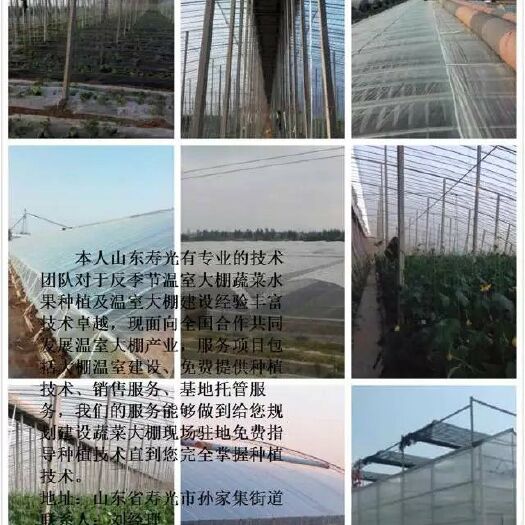 寿光市蔬菜大棚 蔬菜水果种植合作