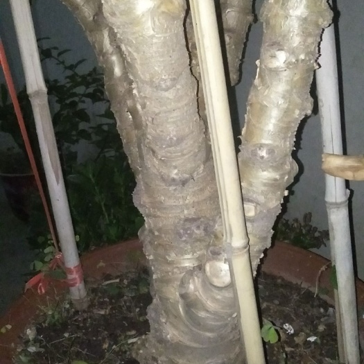 阳信县玉树盆栽