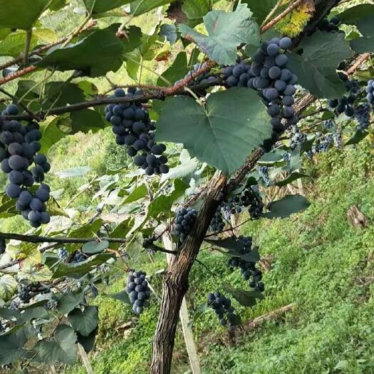 紫云县 高山刺葡萄，酿红酒专用