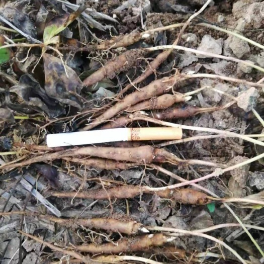 菏泽白芍种苗 现在正是种植赤芍苗的季节，欢迎新老客户下单，量大从优