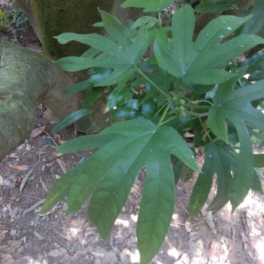 博白县 五指毛桃
