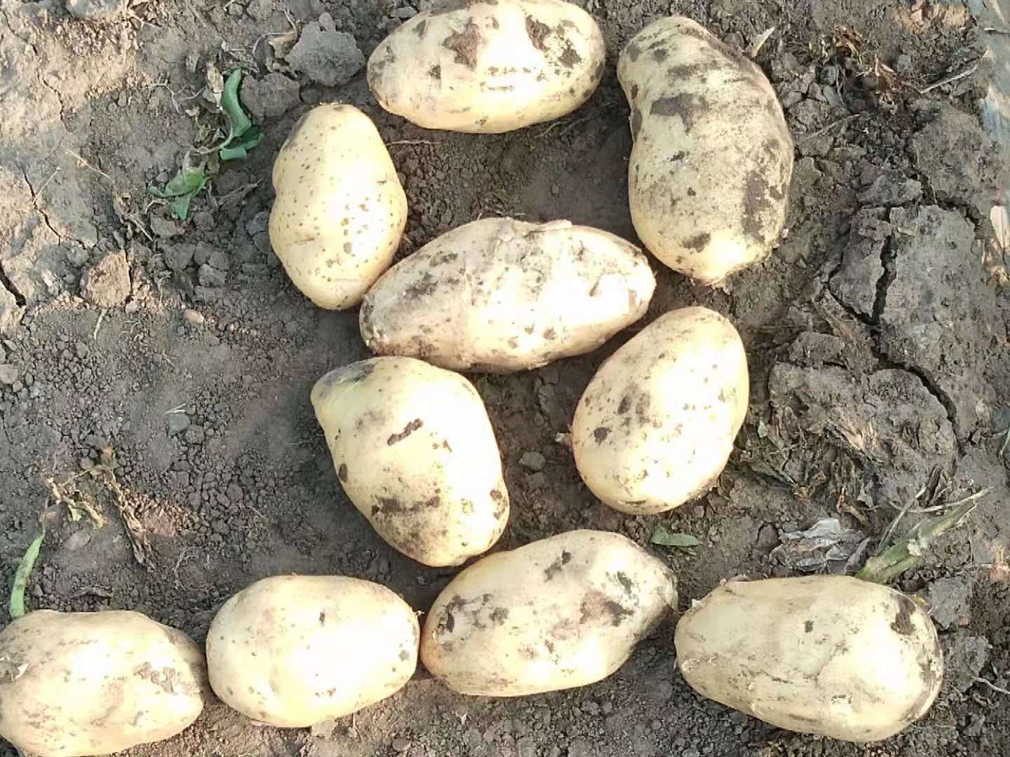  荷兰806土豆大量供应