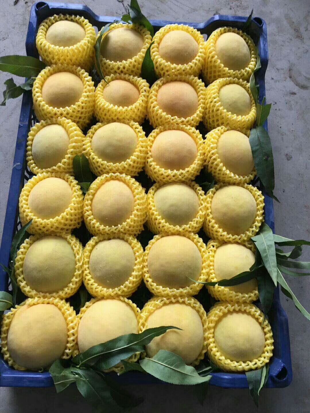 锦绣黄桃 口感好