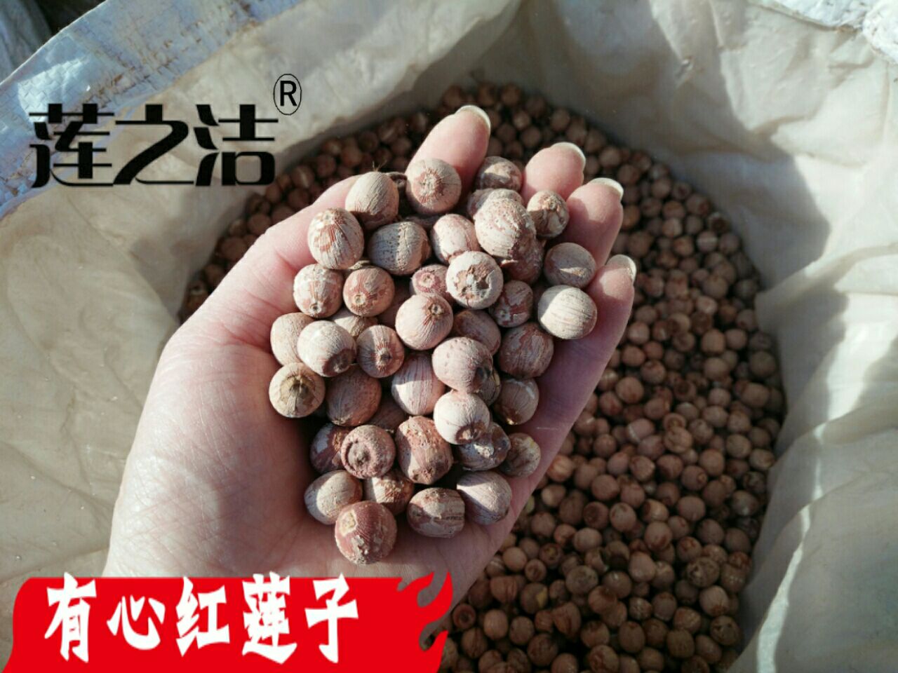 红莲子  有心红莲，湘莲，圆粒红莲，原产地直发