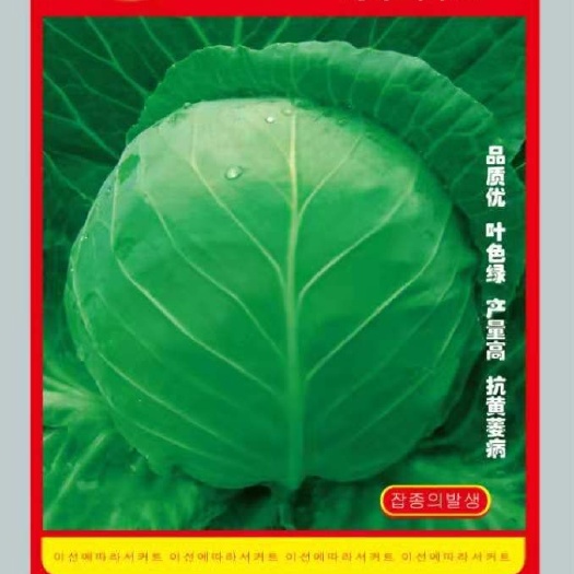 潍坊圆包菜种子 绿色甘篮种子韩绿优美春秋两用