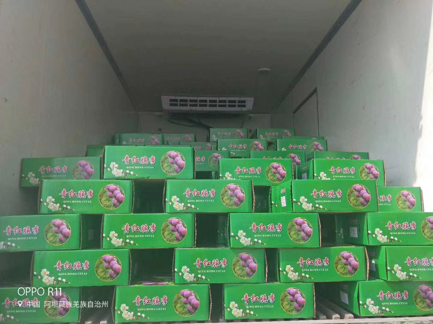  阿坝青脆李全阿坝最好的果子的价格合适