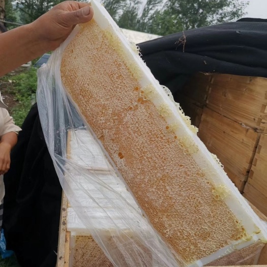 济宁 农家蜂蜜，巢蜜，花粉，蜂皇浆！百花蜜，枣花蜜，椴树蜜，洋槐蜜