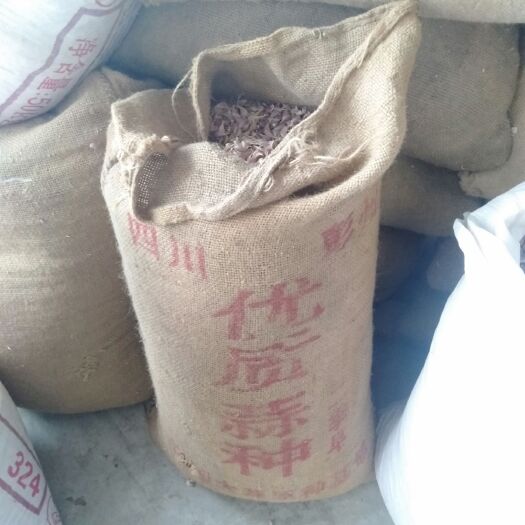 彭州市 优质彭州大蒜种出售，全国发货