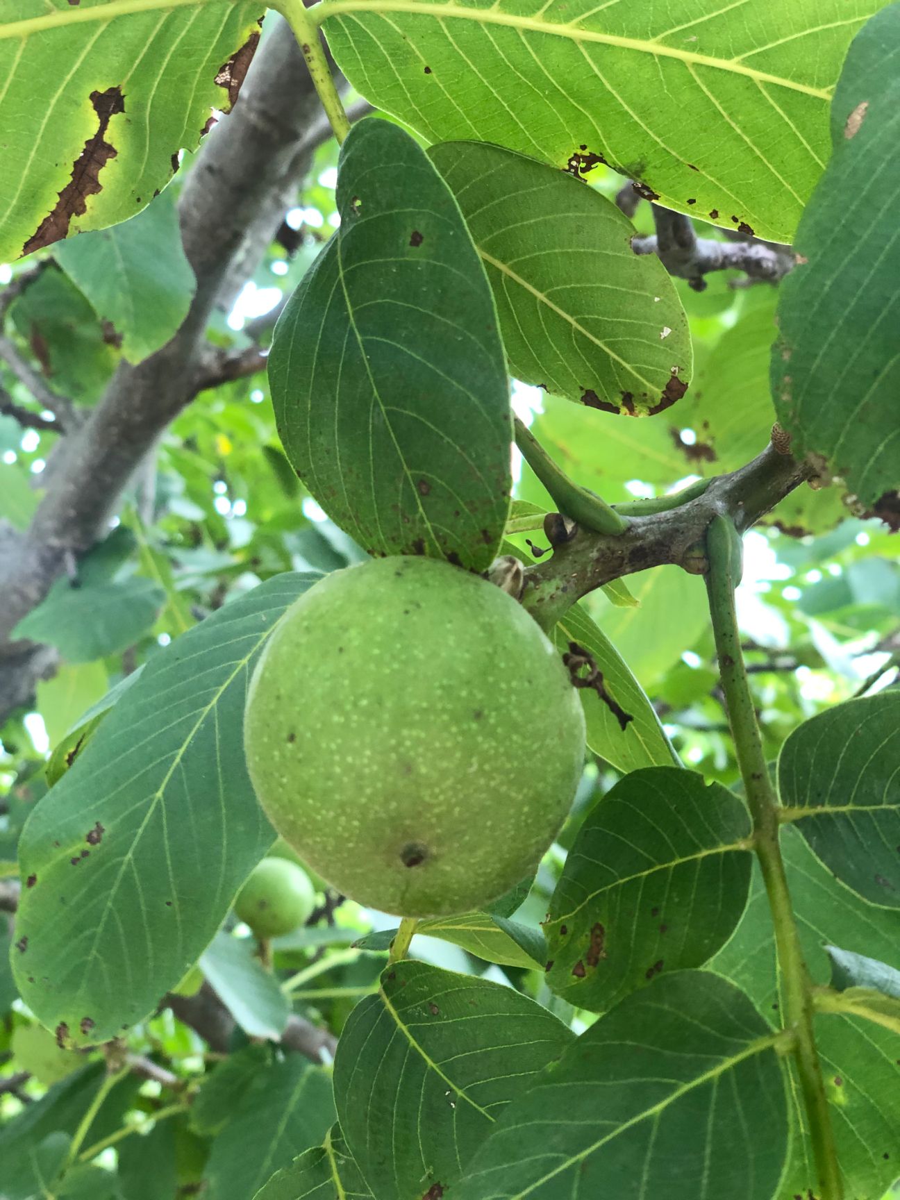  青皮核桃，正宗十年老树，香玲核桃，需要量大的联系。价格从优。