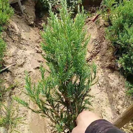 临沂蜀柏